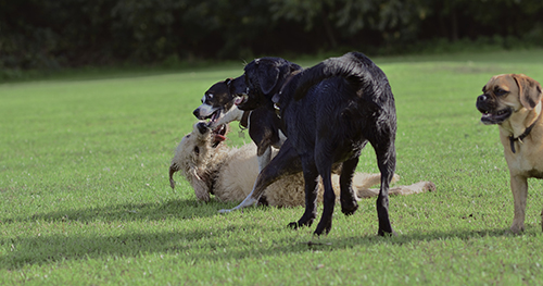 Dogs wrestling Dogs wrestling